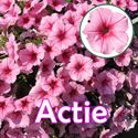 Bild von Petunia P12 "Actie" Pink Vein